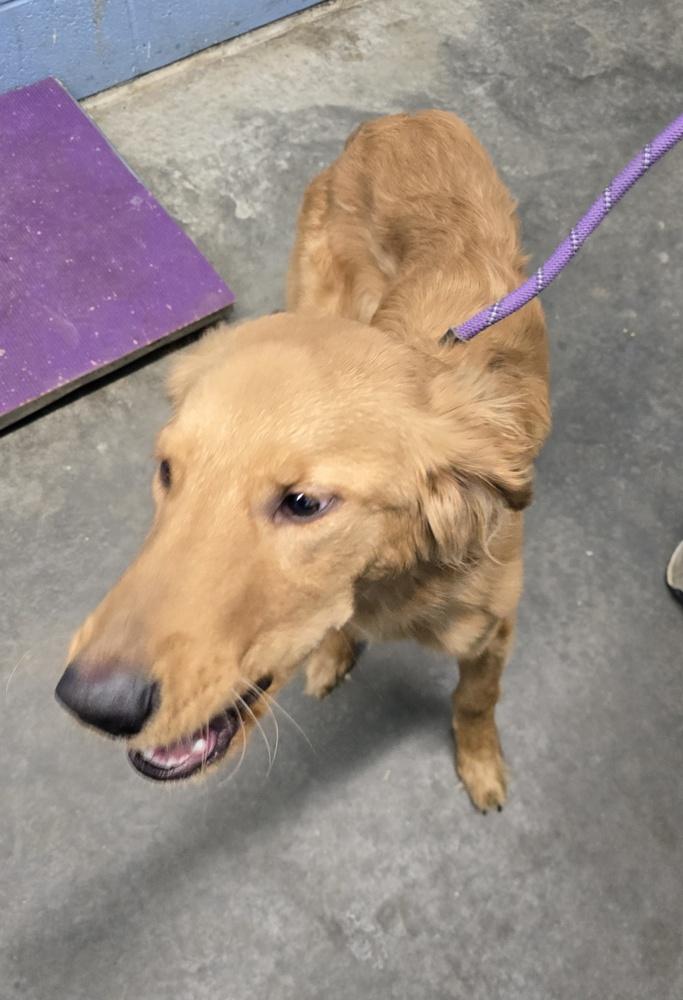 Odie White, Adopted, Adult Male Retriever.