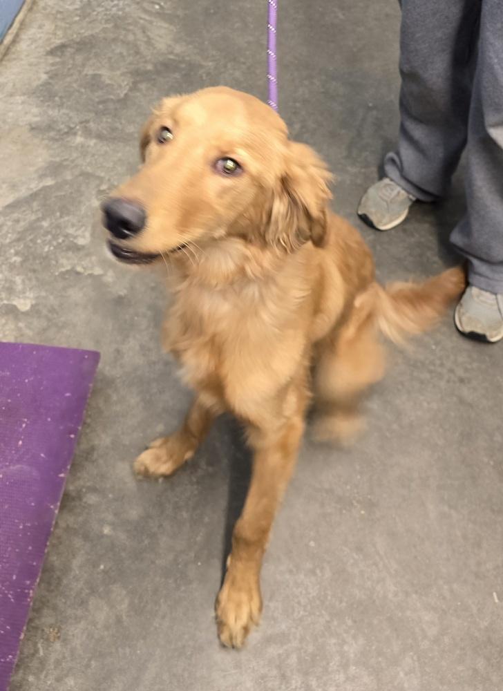 Enlarge Odie White, a Adopted mixed breed in Evansville, IN image 2/2