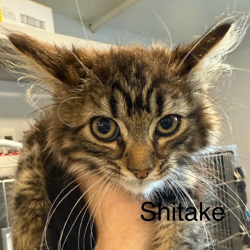 Photo of Shitake