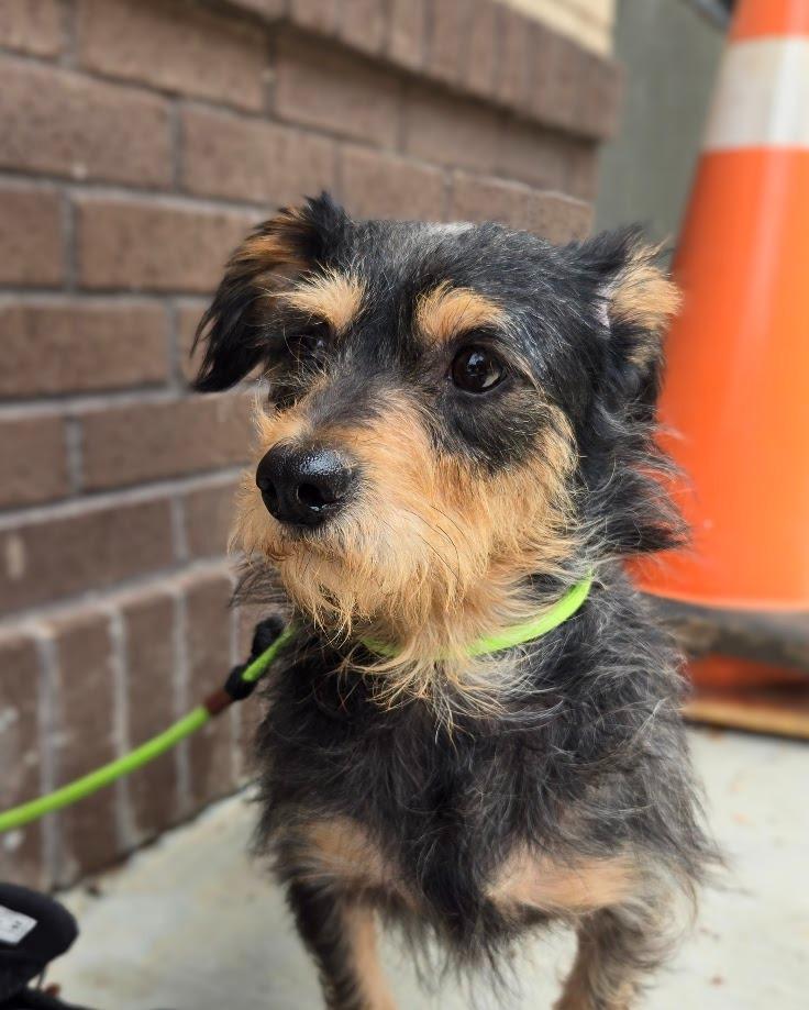 Mork, Adoptable, Young Male Chihuahua.