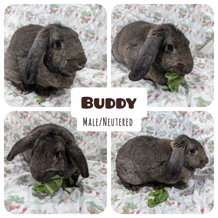 Buddy, ADOPTABLE, Young Male Lop Eared.