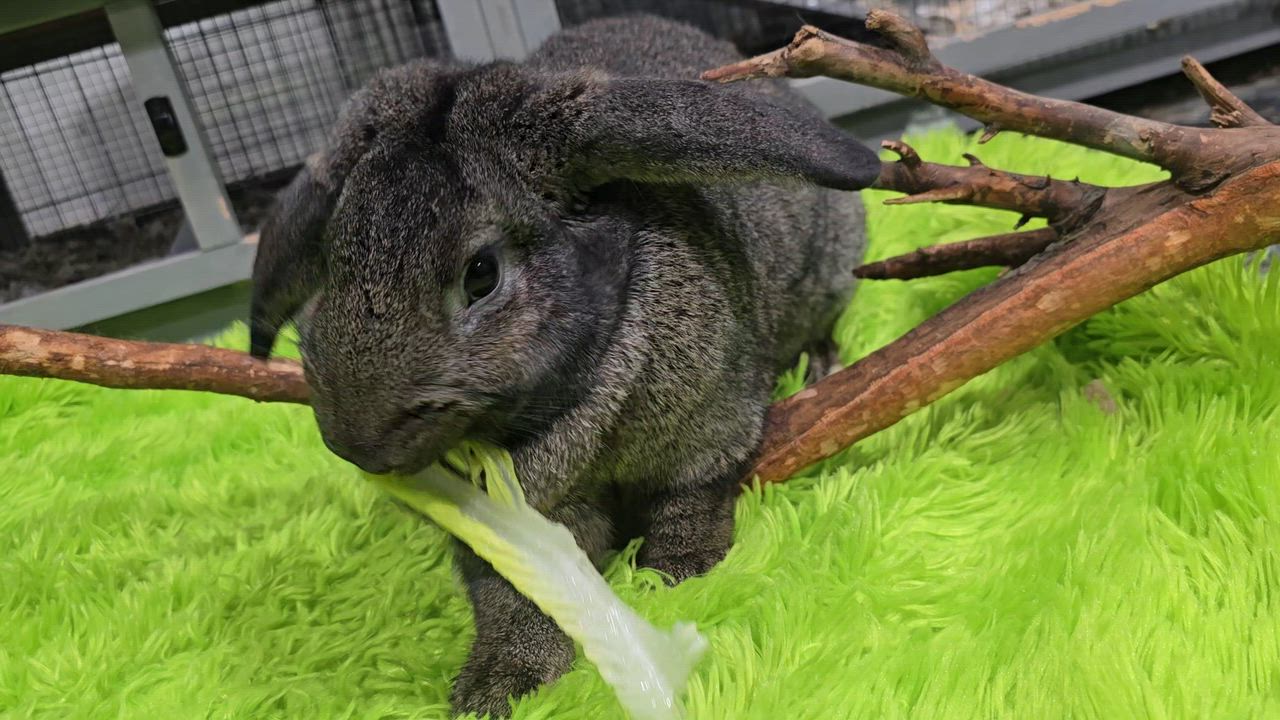 Enlarge Buddy, a ADOPTABLE mixed breed in Idaho Falls, ID video 1/2