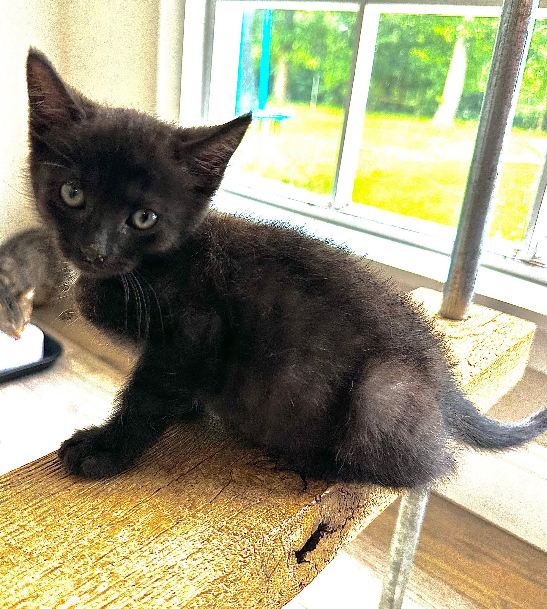 Enlarge Fish, a ADOPTABLE Domestic Short Hair in Fort Payne, AL image 1/1