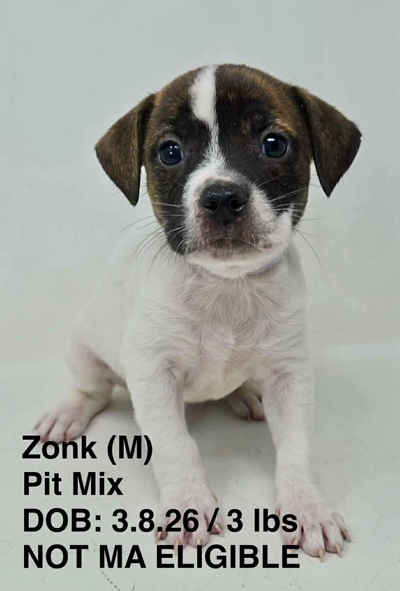 Enlarge ZONK, a Adoptable Pit Bull Terrier in Pomfret Center, CT image 1/1