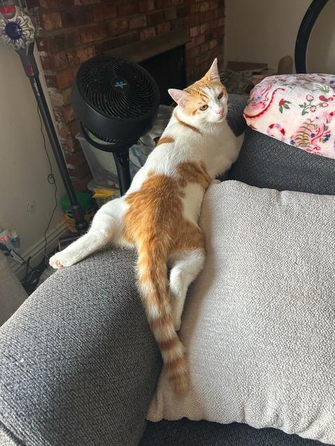 Website Free For The Love Of Louie Found Cats For The Love Of