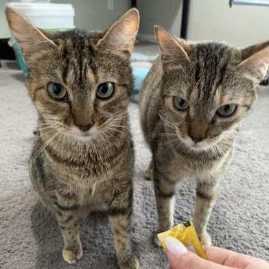 M&M & Lindale, Adoptable, Adult Female Domestic Short Hair & Torbie.