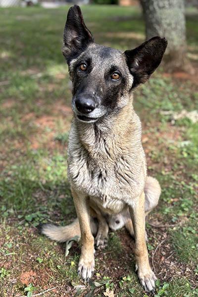 Enlarge Richard, a ADOPTABLE Belgian Shepherd / Malinois in Gardiner, NY image 2/5