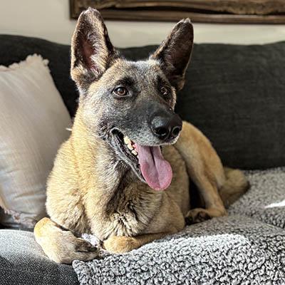 Enlarge Richard, a ADOPTABLE Belgian Shepherd / Malinois in Gardiner, NY image 3/5