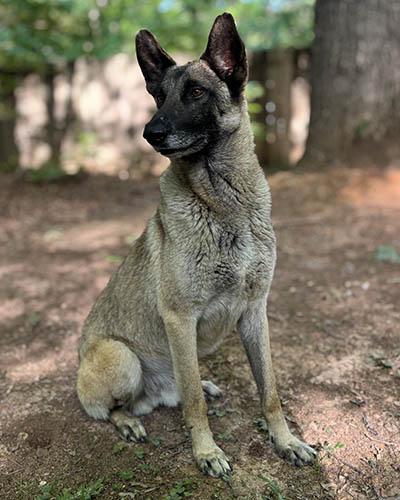 Enlarge Richard, a ADOPTABLE Belgian Shepherd / Malinois in Gardiner, NY image 5/5