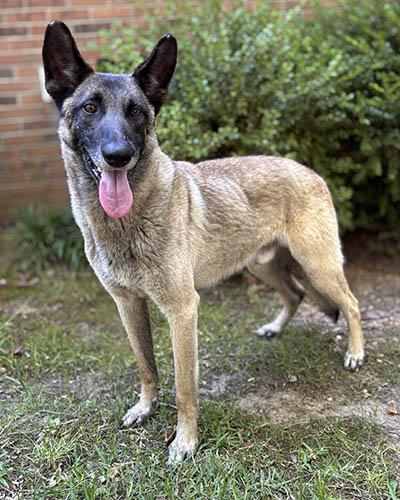 Richard, ADOPTABLE, Adult Male Belgian Shepherd / Malinois.