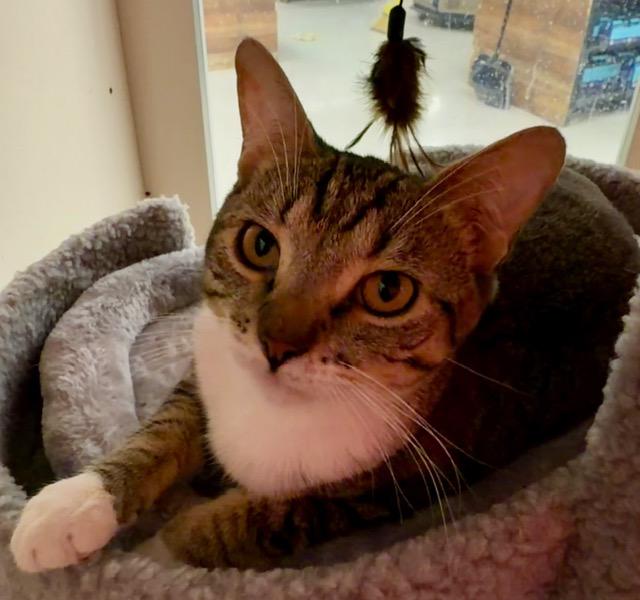 WANDA, adopted, Young Female Tabby.