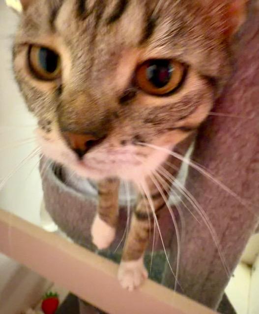 Enlarge WANDA, an adopted Tabby in Lake Ozark, MO image 5/6