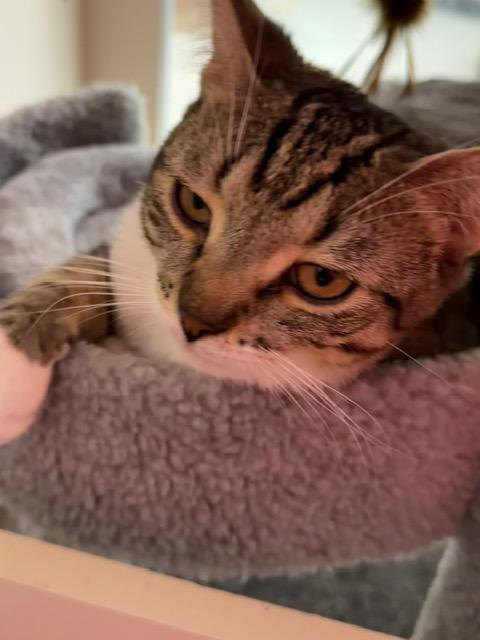 Enlarge WANDA, an adopted Tabby in Lake Ozark, MO image 4/6