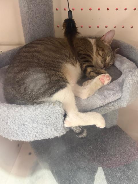 Enlarge WANDA, an adopted Tabby in Lake Ozark, MO image 3/6