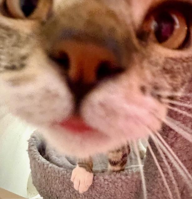 Enlarge WANDA, an adopted Tabby in Lake Ozark, MO image 6/6