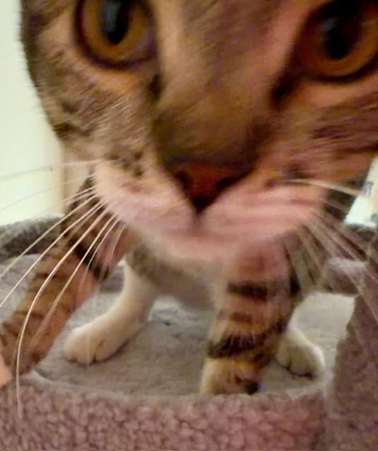 Enlarge WANDA, an adopted Tabby in Lake Ozark, MO image 2/6
