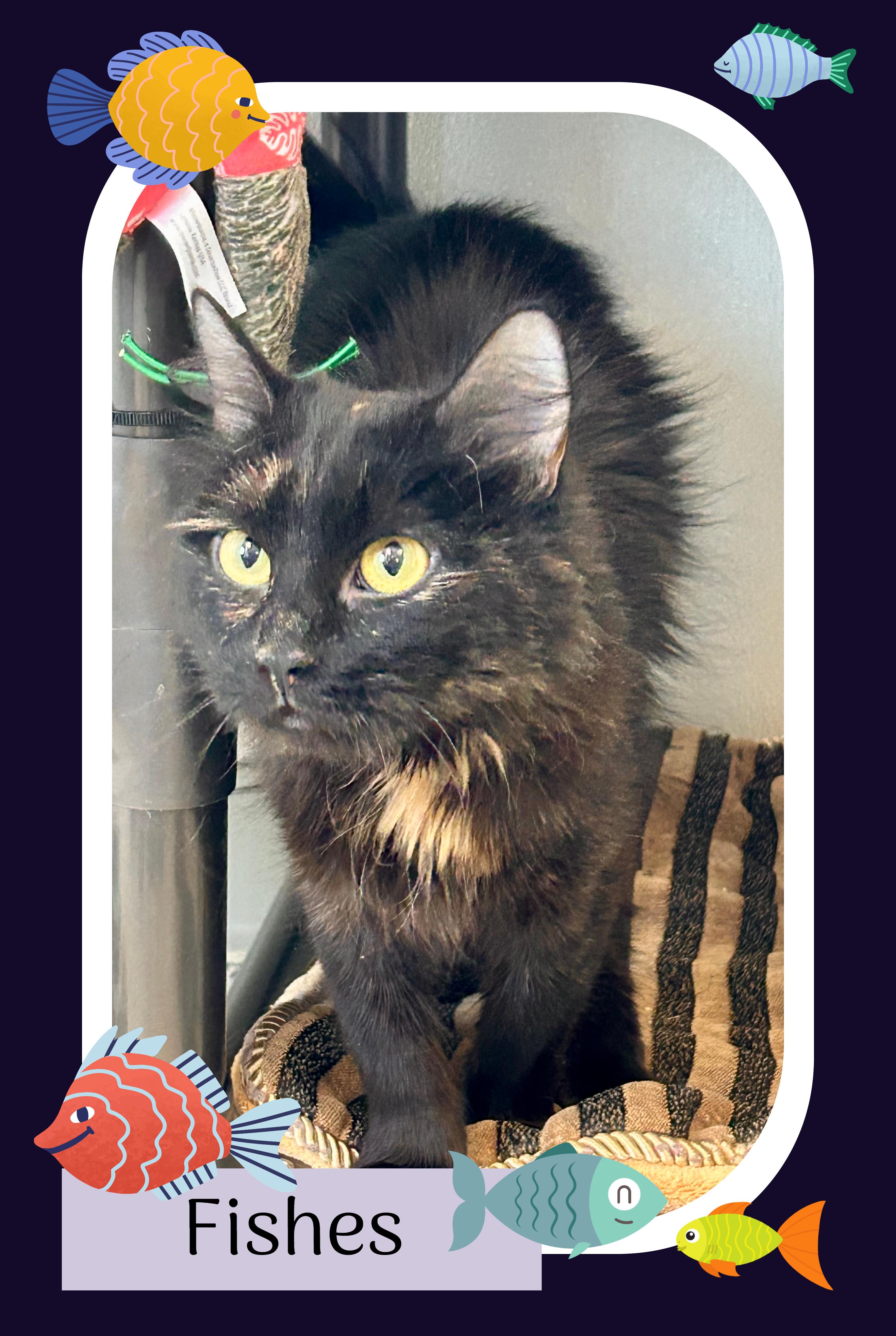 Fishes , ADOPTABLE, Adult Female Domestic Medium Hair.