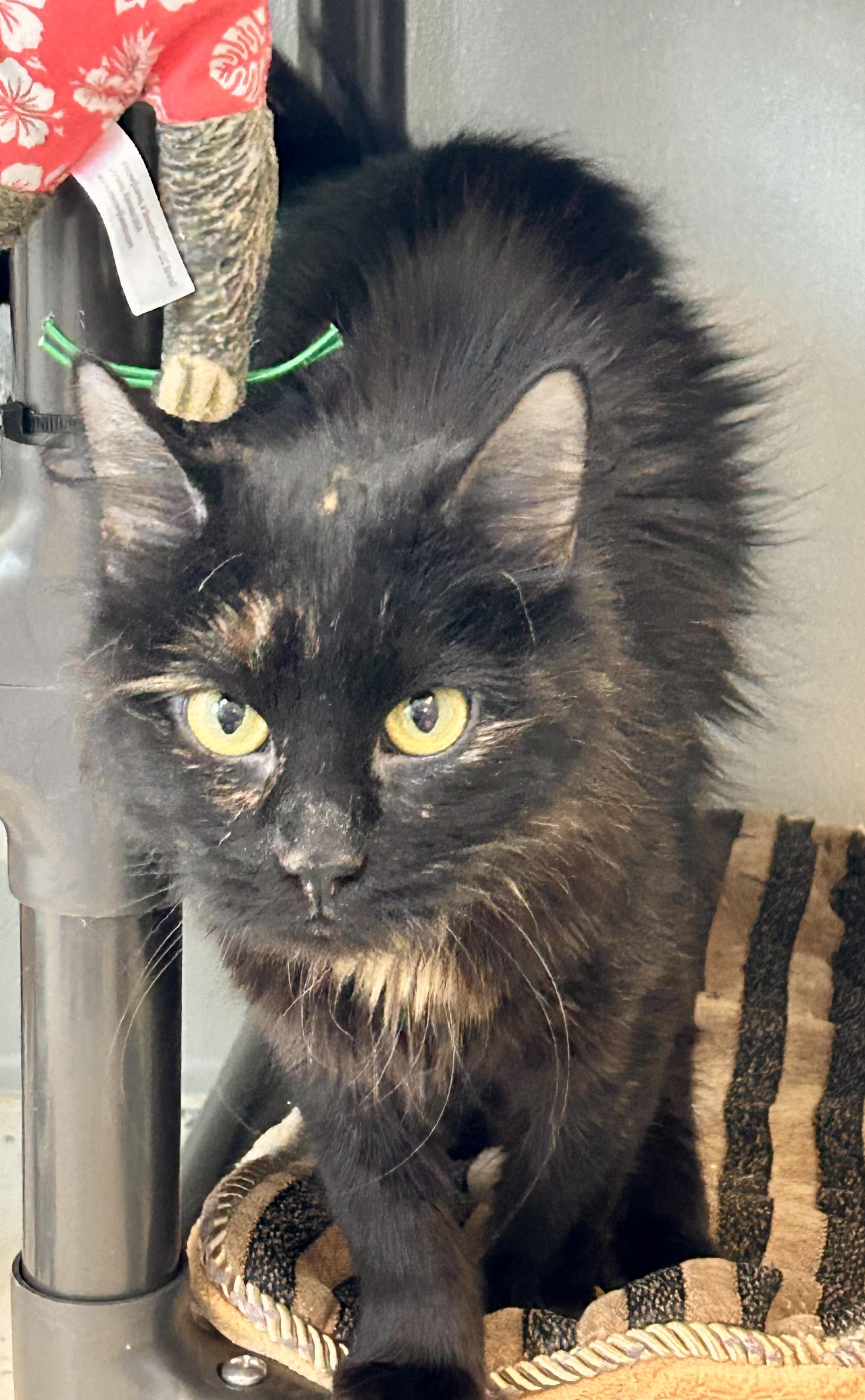 Fishes , a ADOPTABLE Domestic Medium Hair in Providence, RI image 2/6