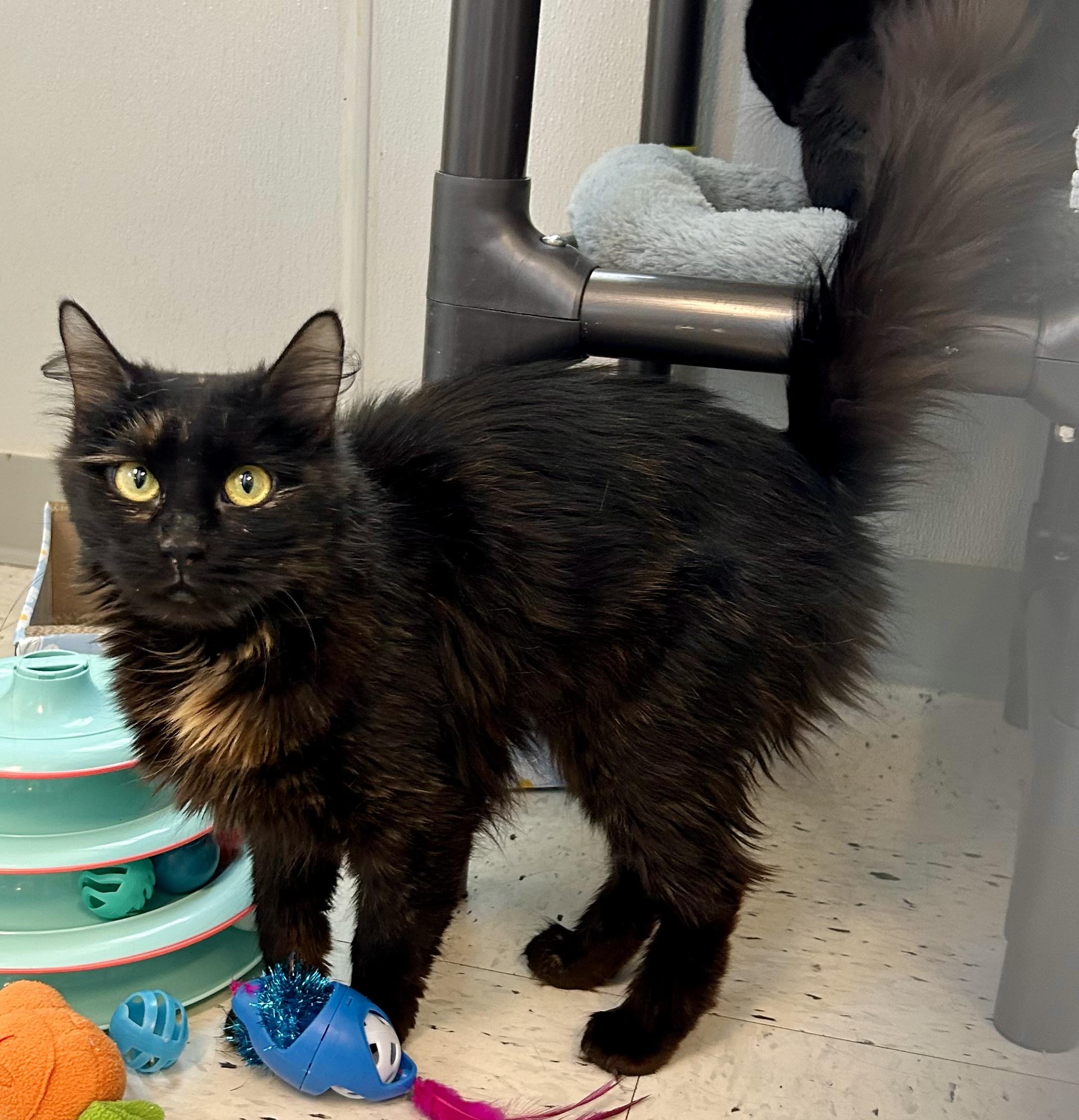Fishes , a ADOPTABLE Domestic Medium Hair in Providence, RI image 3/6