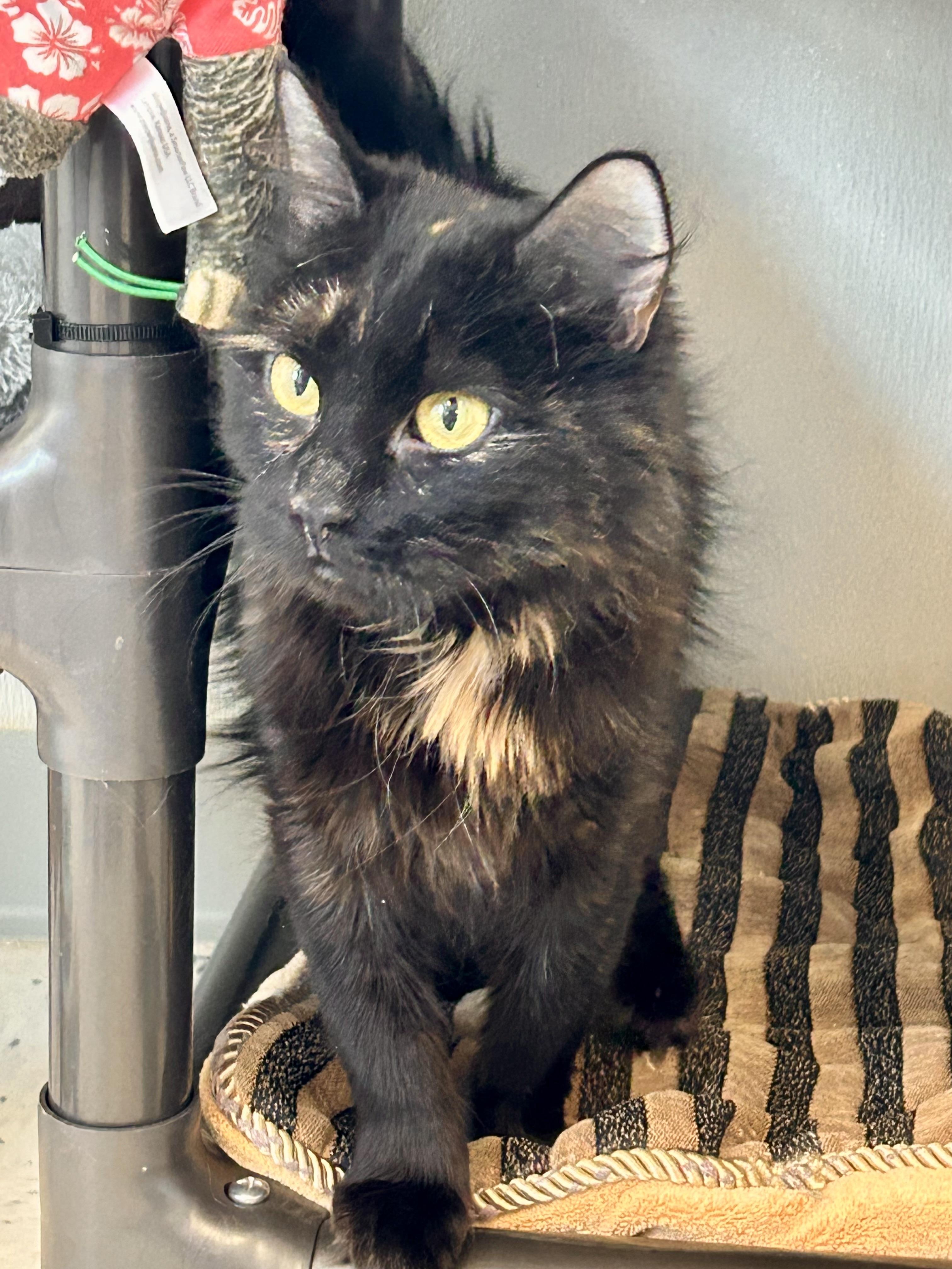 Fishes , a ADOPTABLE Domestic Medium Hair in Providence, RI image 4/6