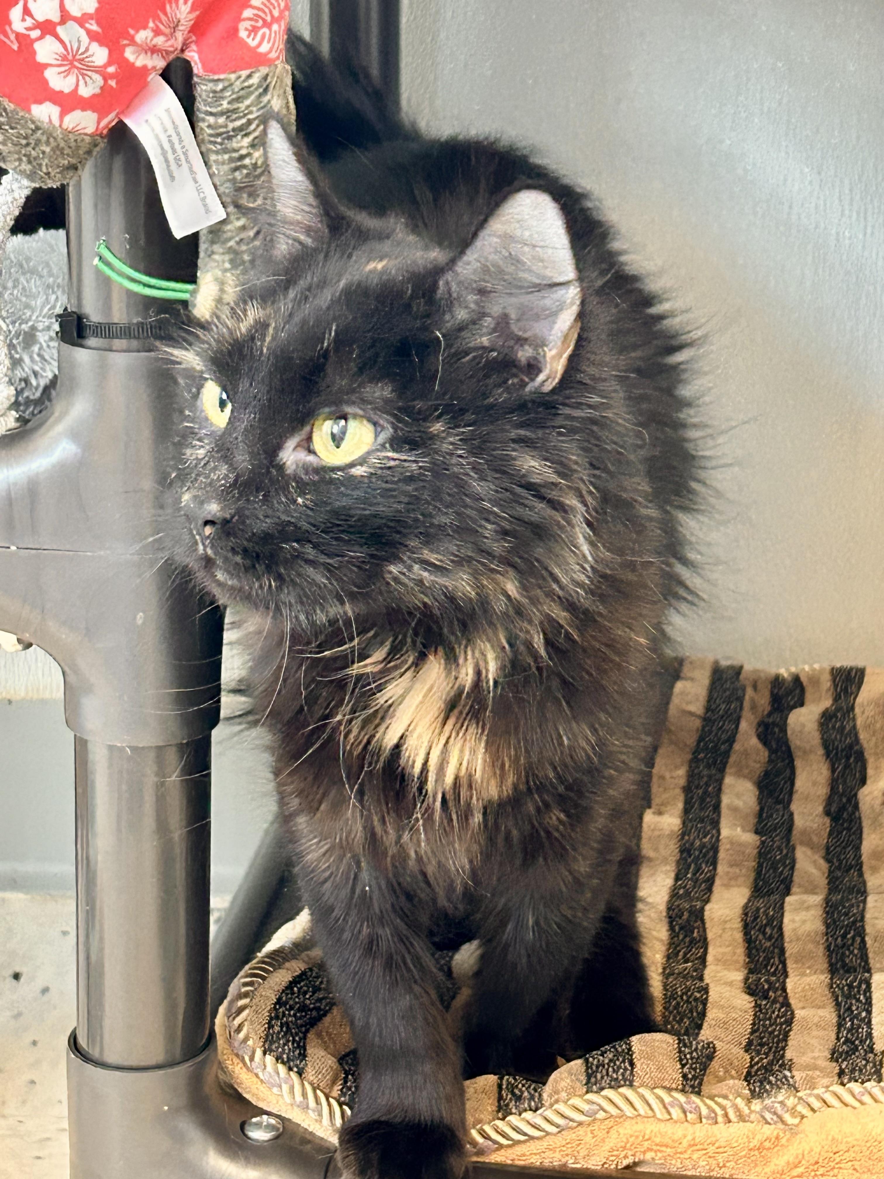 Fishes , a ADOPTABLE Domestic Medium Hair in Providence, RI image 5/6
