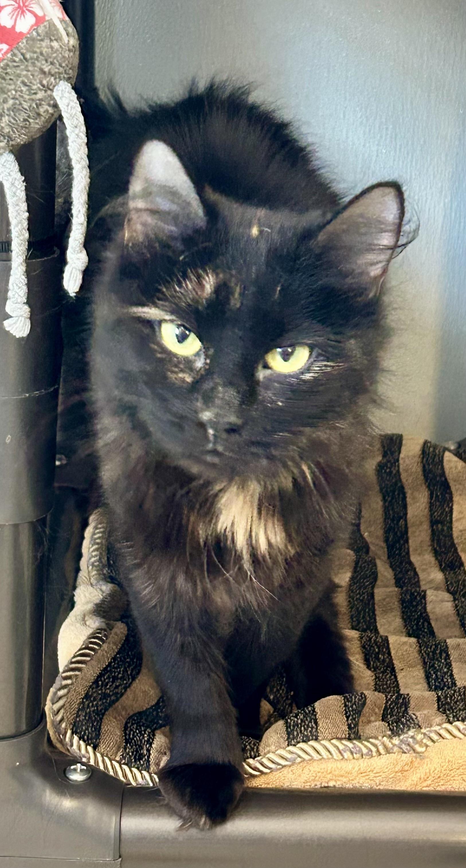 Fishes , a ADOPTABLE Domestic Medium Hair in Providence, RI image 6/6