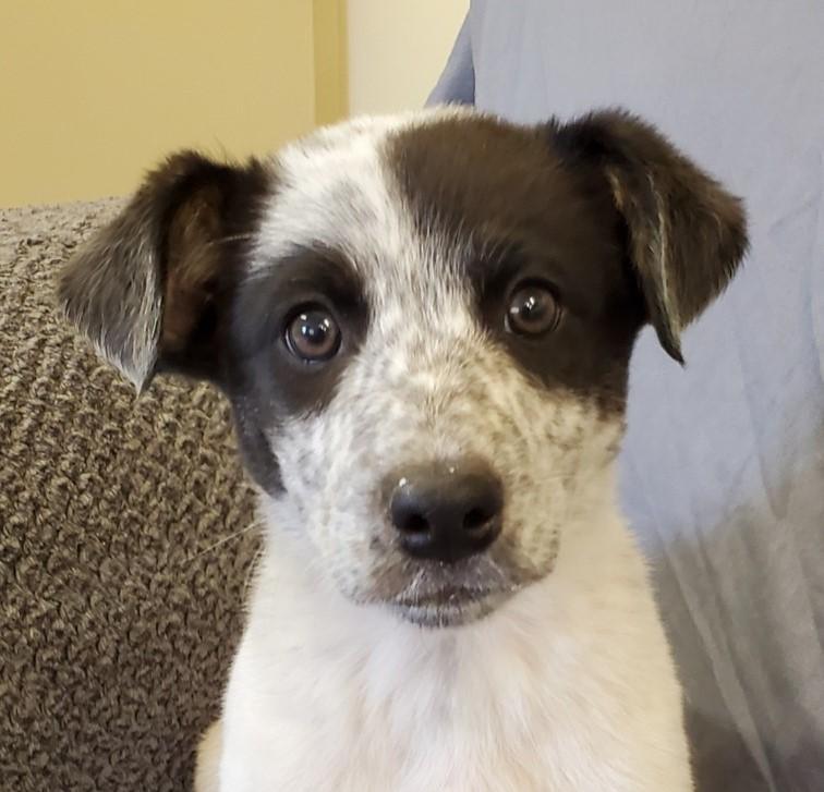 BOB, Adoptable, Adult Male Great Pyrenees.