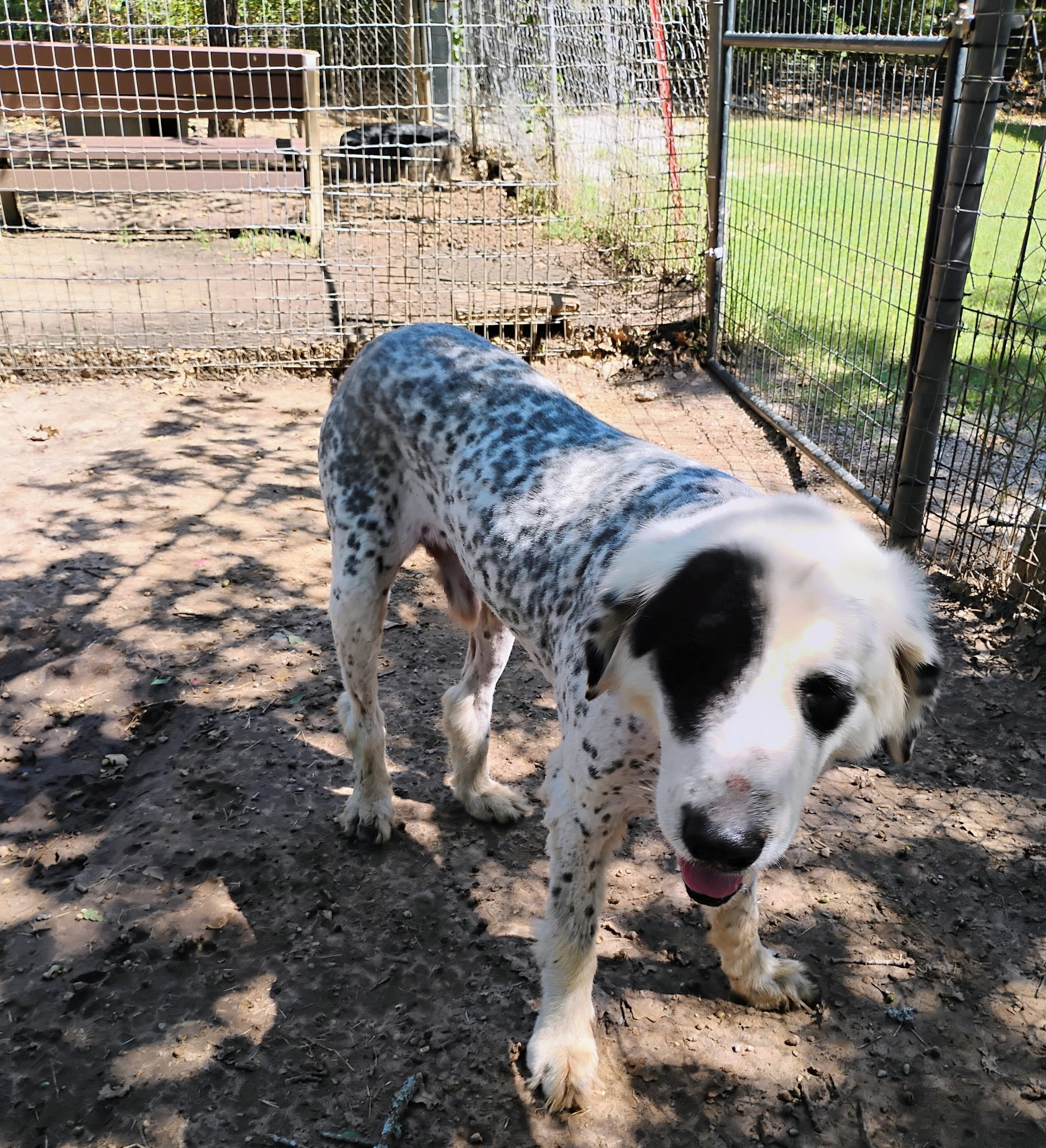BOB, a Adoptable mixed breed in Saint Jo, TX image 2/3