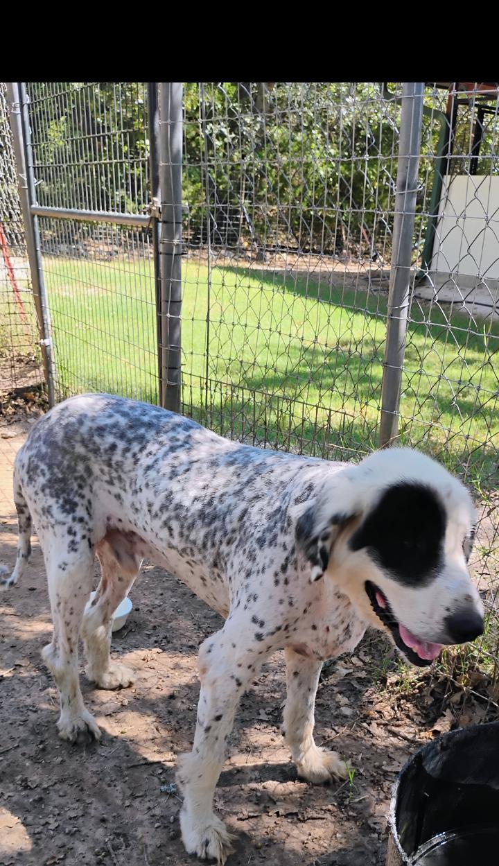 BOB, a Adoptable mixed breed in Saint Jo, TX image 3/3