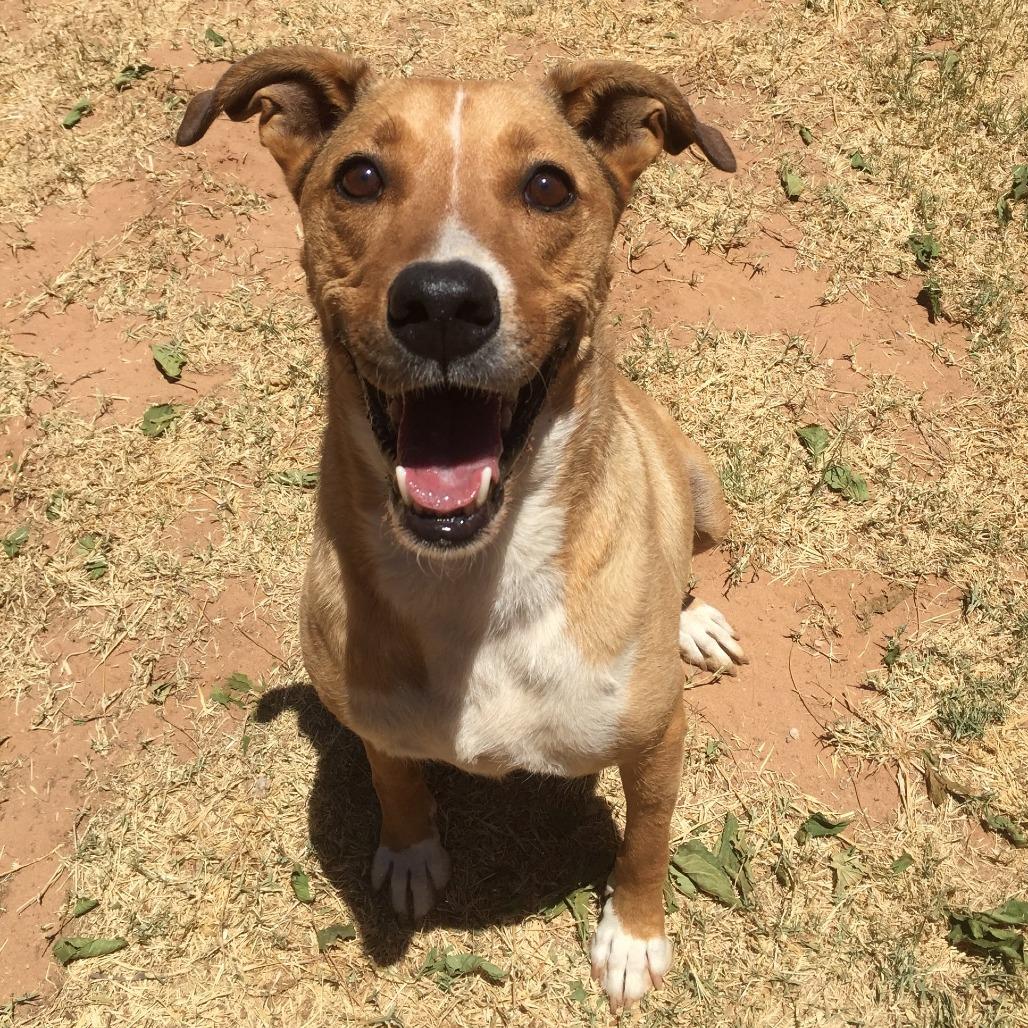 Enlarge Banner, a Adoptable mixed breed in Midland, TX image 1/1