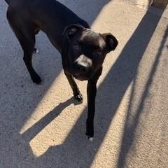 Enlarge Nanna, a ADOPTABLE mixed breed in Bernalillo, NM image 1/3
