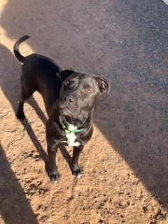 Nanna, ADOPTABLE, Young Female Pit Bull Terrier & Black Labrador Retriever.