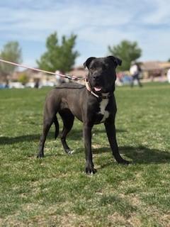Enlarge Nanna, a ADOPTABLE mixed breed in Bernalillo, NM image 1/4