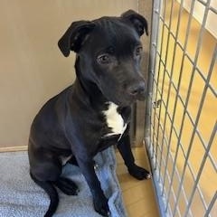 Enlarge Nanna, a ADOPTABLE mixed breed in Bernalillo, NM image 2/3