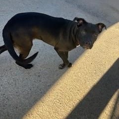 Enlarge Nanna, a ADOPTABLE mixed breed in Bernalillo, NM image 3/3