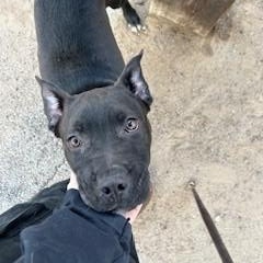 Nanna, a ADOPTABLE mixed breed in Bernalillo, NM image 2/4