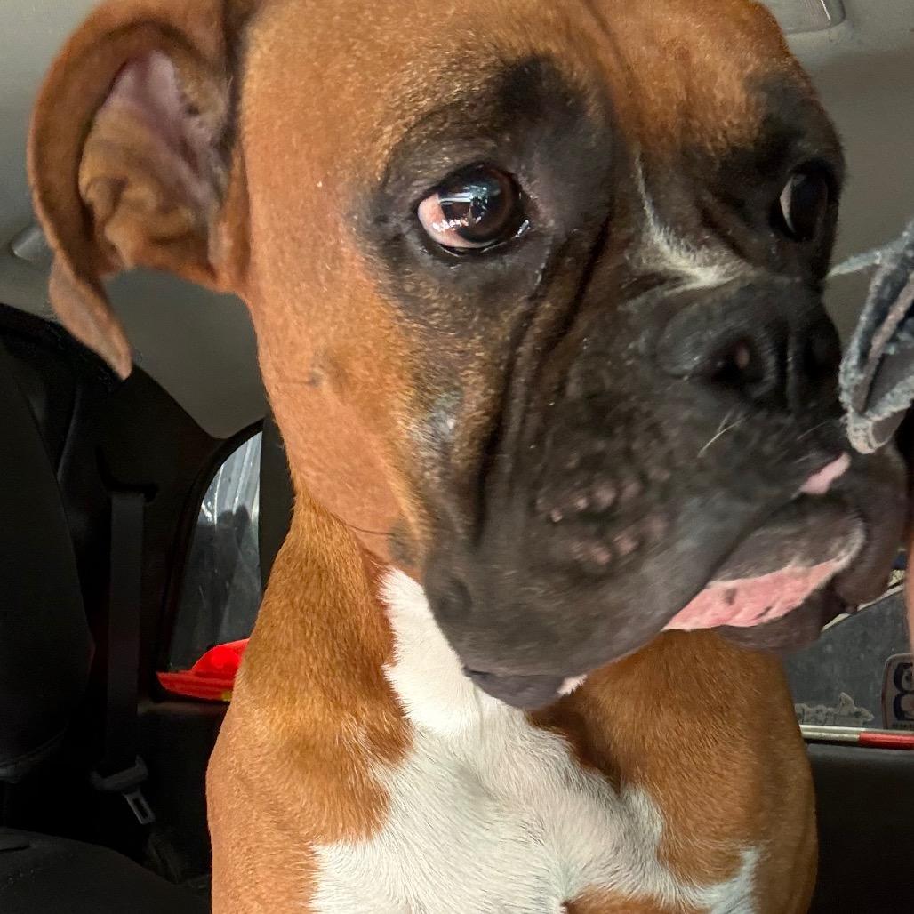 Buzz, adopted, Adult Male Boxer.
