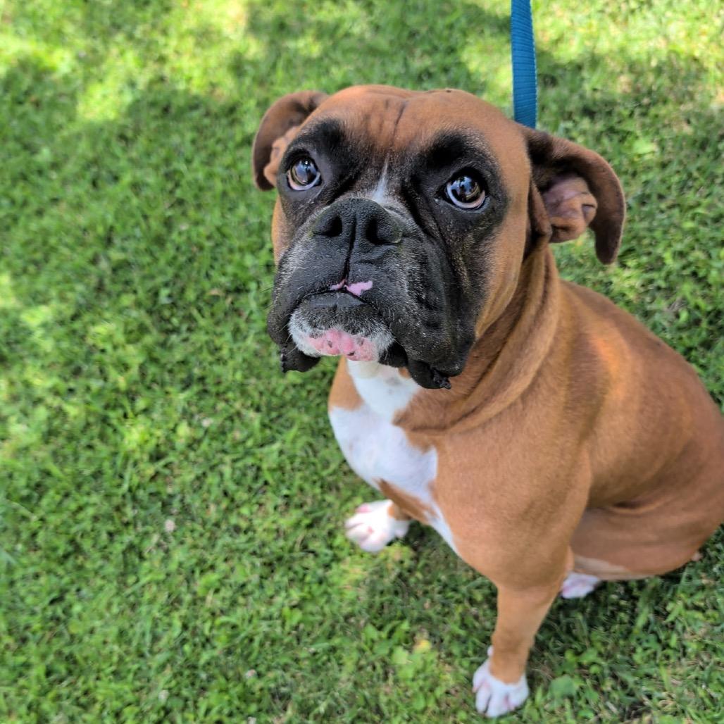 Buzz, an adopted Boxer in Lakehead, CA image 2/2