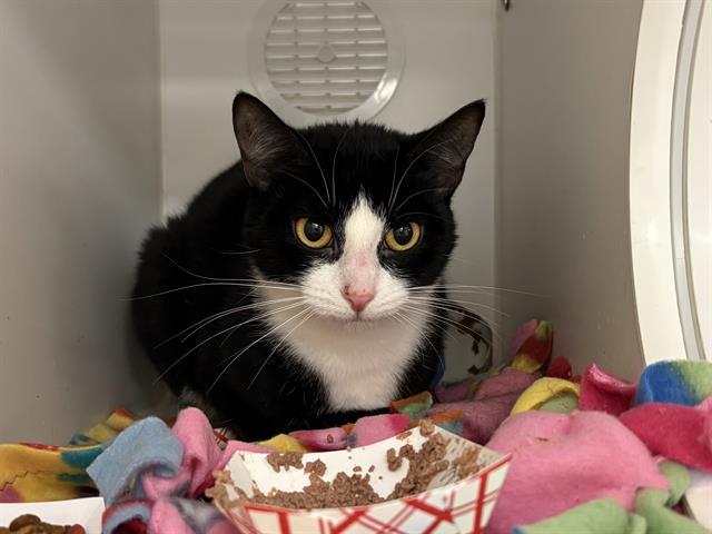 Enlarge IRIS, a Adoptable Domestic Short Hair in Kent, WA image 1/1