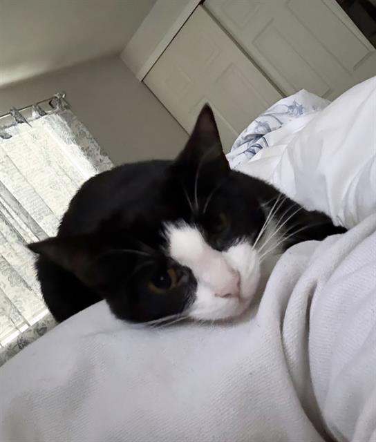 IRIS, Adoptable, Young Female Domestic Short Hair.