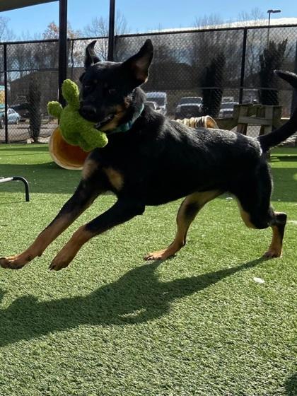 Chutney, Adoptable, Young Female Mixed Breed & Mixed Breed.