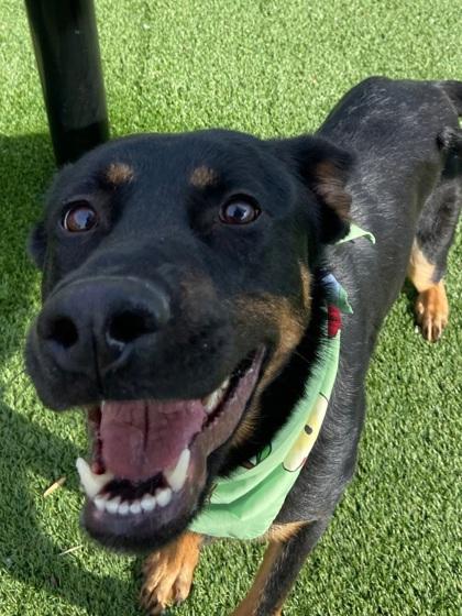 Chutney, Adoptable, Young Female Mixed Breed & Mixed Breed.