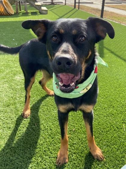 Enlarge Chutney, a Adoptable mixed breed in Chesapeake, VA image 2/3