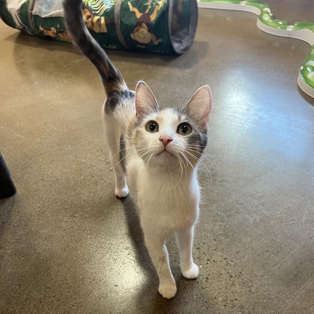 Princess Peach, Adoptable, Adult Female Domestic Short Hair.