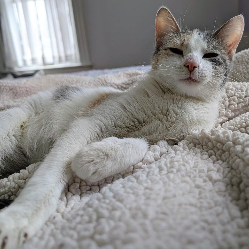 Enlarge Princess Peach, a Adoptable Domestic Short Hair in Wadena, MN image 2/6