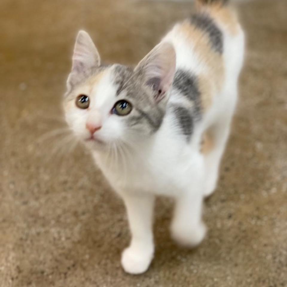 Enlarge Princess Peach, a Adoptable Domestic Short Hair in Wadena, MN image 3/6