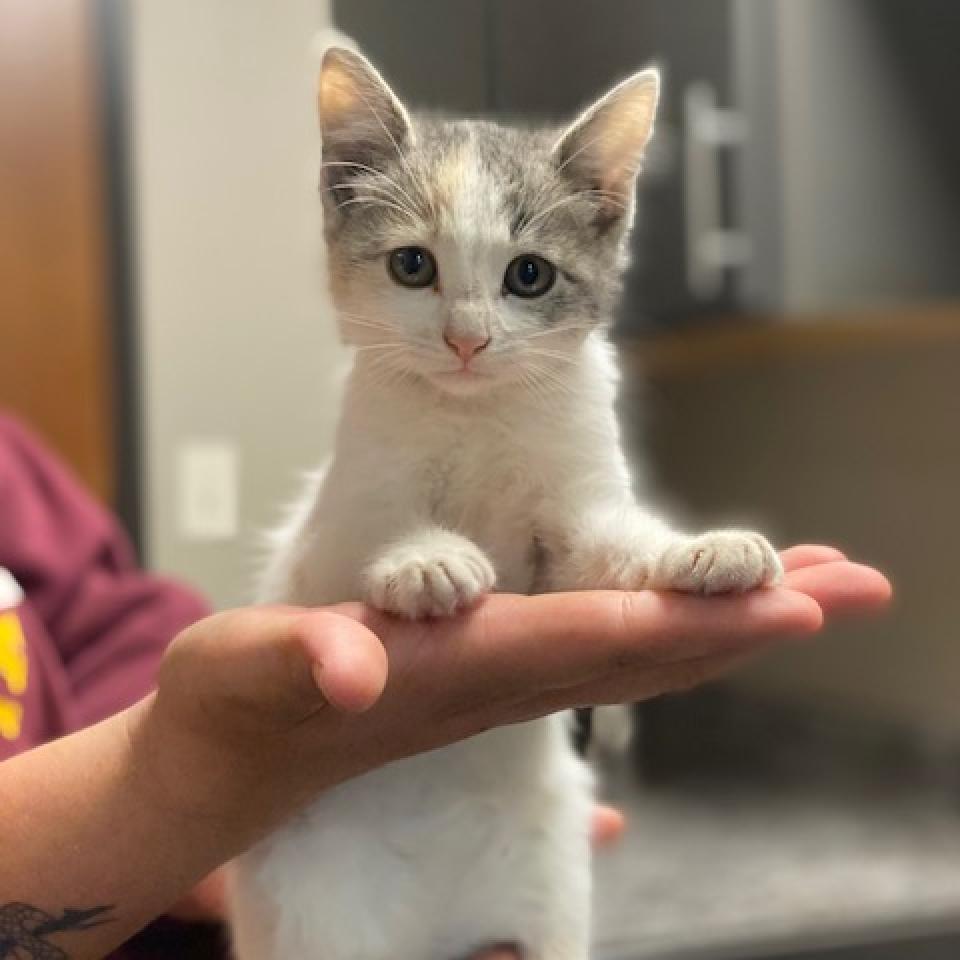 Enlarge Princess Peach, a Adoptable Domestic Short Hair in Wadena, MN image 4/6