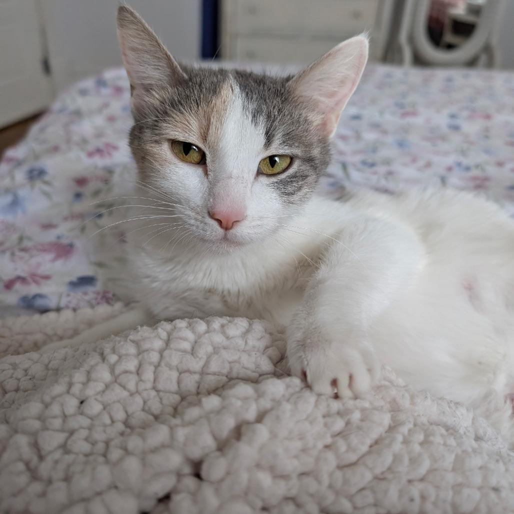 Enlarge Princess Peach, a Adoptable Domestic Short Hair in Wadena, MN image 5/6