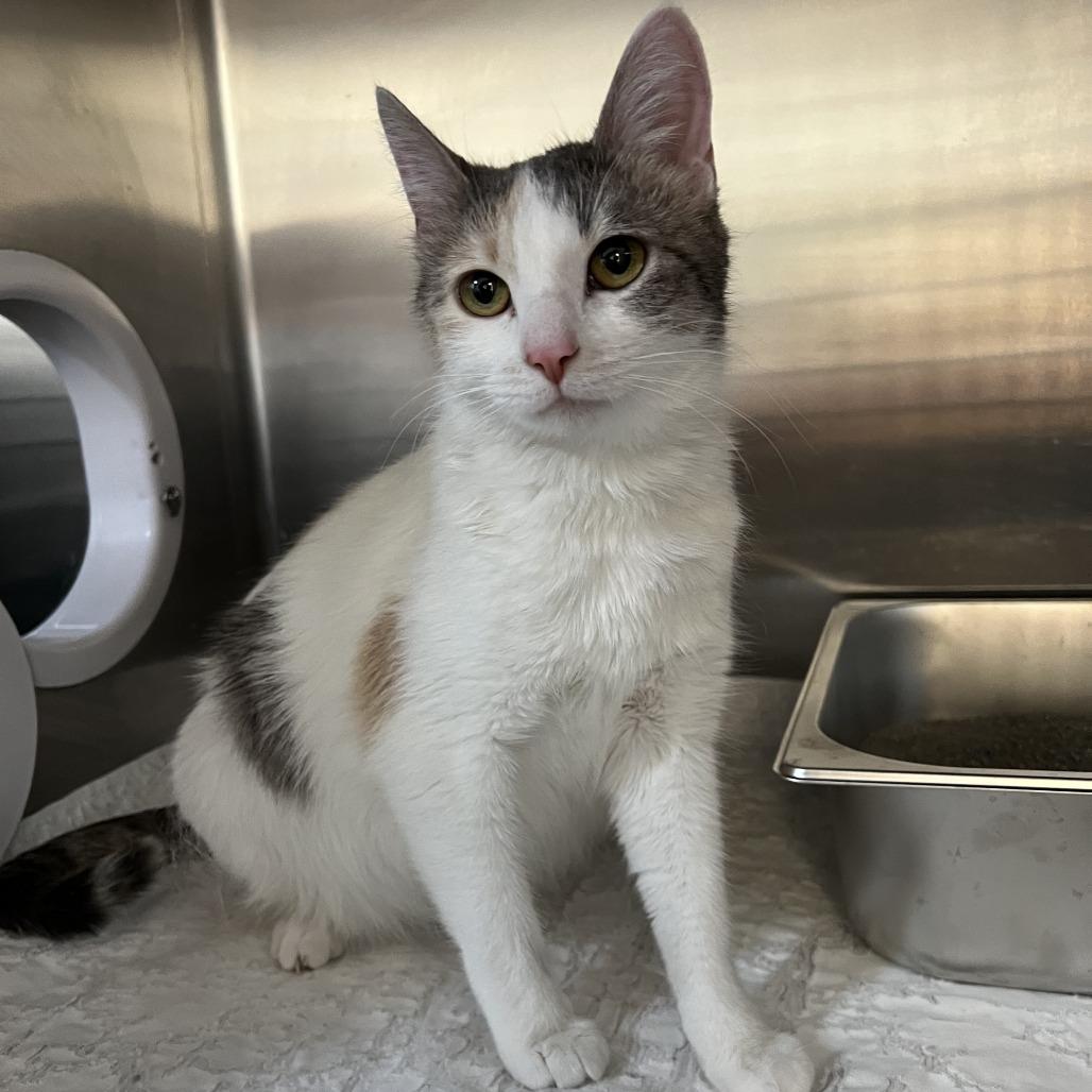 Enlarge Princess Peach, a Adoptable Domestic Short Hair in Wadena, MN image 6/6