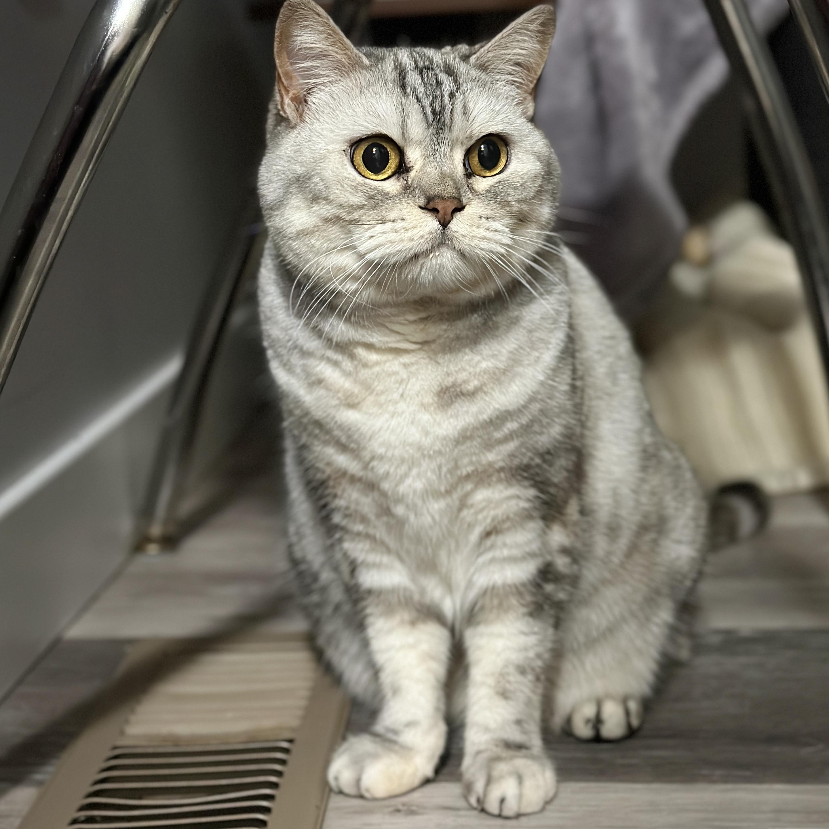 Enlarge Narcissa, a Adoptable mixed breed in Victor, NY image 2/4